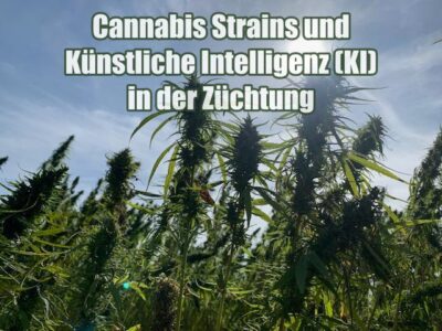 Cannabis Strains und Künstliche Intelligenz (KI) in der Züchtung