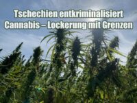 Tschechien entkriminalisiert Cannabis – Lockerung mit Grenzen