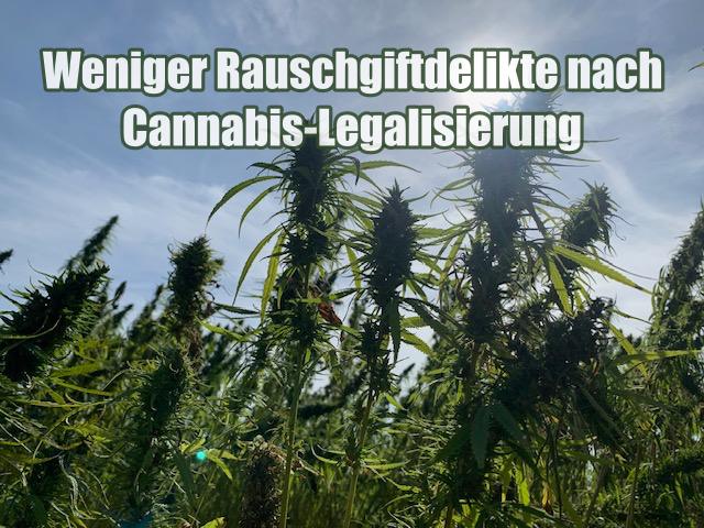 Weniger Rauschgiftdelikte nach Cannabis-Legalisierung