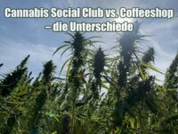 Cannabis Social Club vs. Coffeeshop Cannabis Social Club vs. Coffeeshop