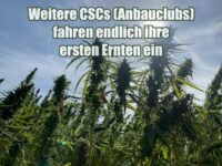 Weitere Cannabis Social Clubs (Anbauclubs) fahren endlich ihre ersten Ernten ein Weitere Cannabis Social Clubs (Anbauclubs) fahren endlich ihre ersten Ernten ein