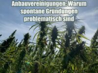Anbauvereinigungen: Warum spontane Gründungen problematisch sind