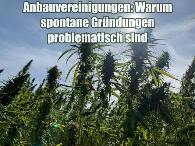 Anbauvereinigungen: Warum spontane Gründungen problematisch sind