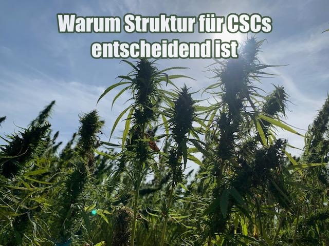Warum Struktur für CSCs entscheidend ist