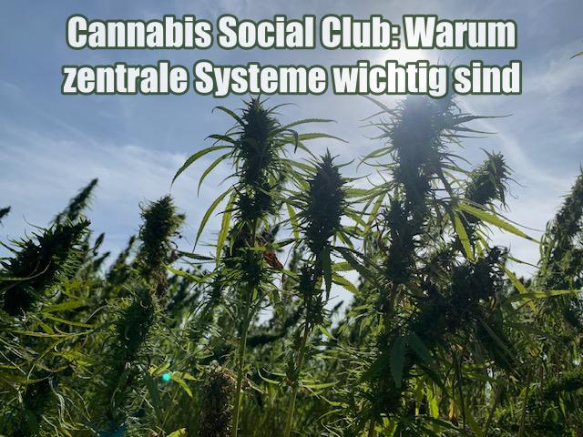Cannabis Social Club: Warum zentrale Systeme wichtig sind