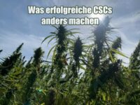 Was erfolgreiche CSCs anders machen