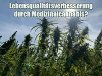 Langfristige Lebensqualitätsverbesserung durch Medizinalcannabis