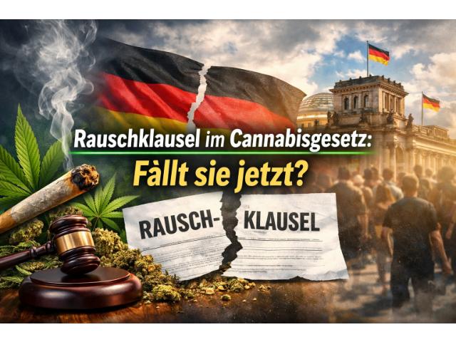 Rauschklausel im Cannabisgesetz: Fällt sie jetzt?