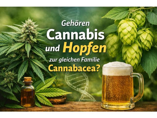 Gehören Cannabis und Hopfen zur gleichen Familie Cannabacea?