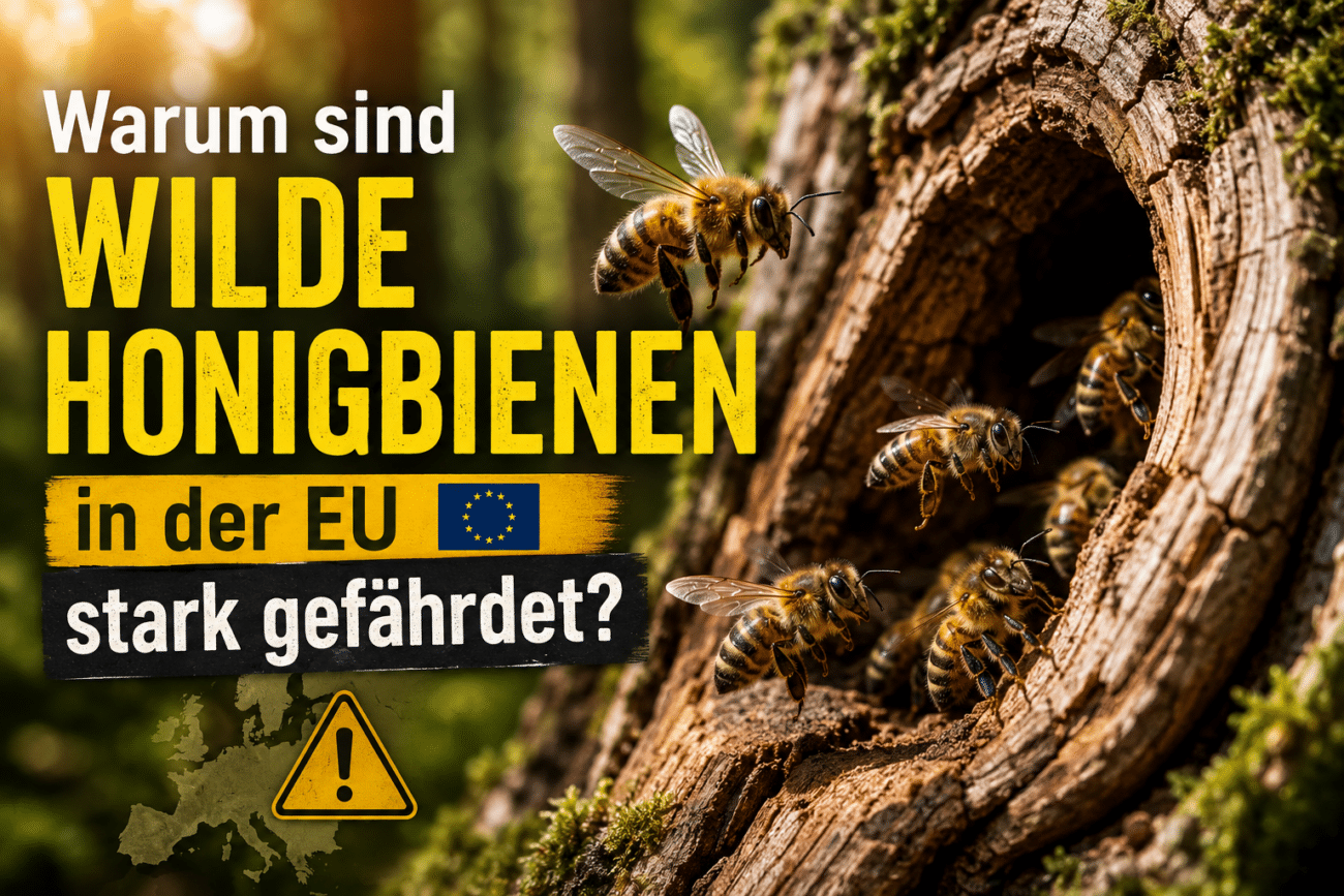 Warum sind wilde Honigbienen in der EU stark gefährdet?