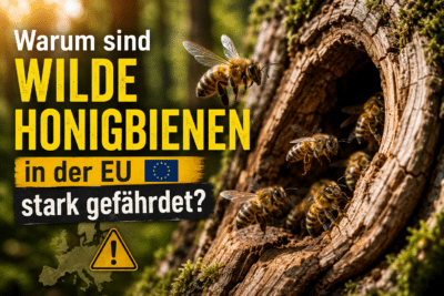 Warum sind wilde Honigbienen in der EU stark gefährdet?