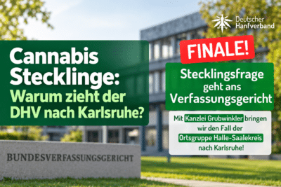 Cannabis Stecklinge: Warum zieht der DHV nach Karlsruhe?