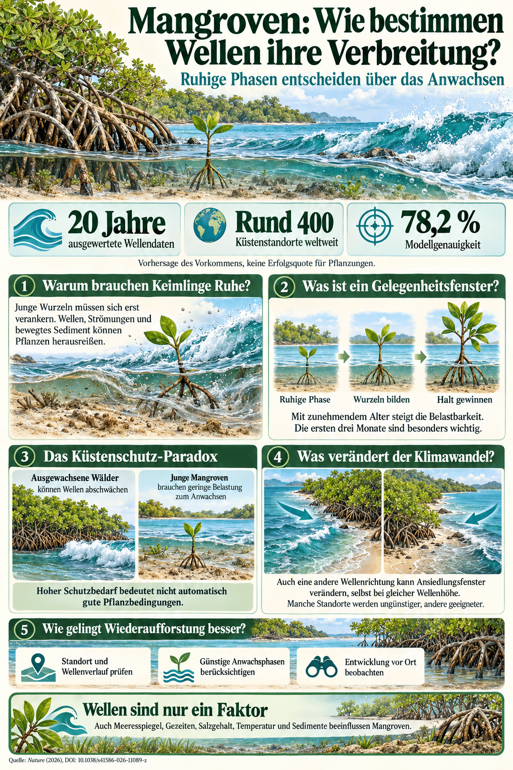 Mangroven: Wie bestimmen Wellen ihre Verbreitung?